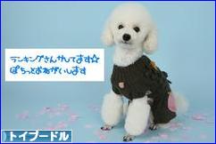 にほんブログ村 犬ブログ トイプードルへ