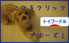 にほんブログ村 犬ブログ トイプードルへ