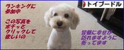 にほんブログ村 犬ブログ トイプードルへ