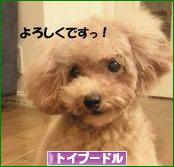 にほんブログ村 犬ブログ トイプードルへ