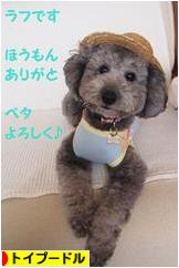 にほんブログ村 犬ブログ トイプードルへ