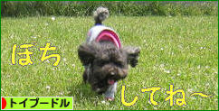 にほんブログ村 犬ブログ トイプードルへ
