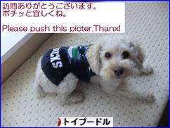 にほんブログ村 犬ブログ トイプードルへ