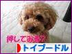 にほんブログ村 犬ブログ トイプードルへ