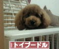 にほんブログ村 犬ブログ トイプードルへ