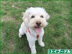 にほんブログ村 犬ブログ トイプードルへ