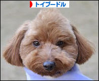にほんブログ村 犬ブログ トイプードルへ