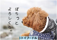 にほんブログ村 犬ブログ トイプードルへ