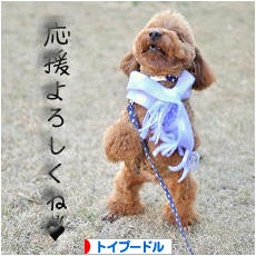 にほんブログ村 犬ブログ トイプードルへ