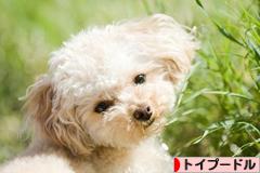 にほんブログ村 犬ブログ トイプードルへ