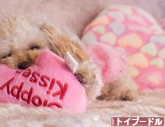 にほんブログ村 犬ブログ トイプードルへ