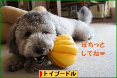 にほんブログ村 犬ブログ トイプードルへ