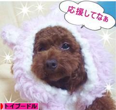 にほんブログ村 犬ブログ トイプードルへ