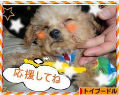 にほんブログ村 犬ブログ トイプードルへ