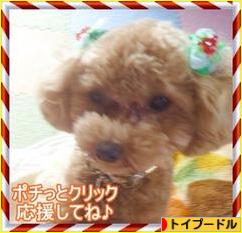 にほんブログ村 犬ブログ トイプードルへ
