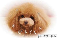 にほんブログ村 犬ブログ トイプードルへ