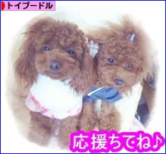 にほんブログ村 犬ブログ トイプードルへ