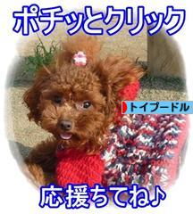 にほんブログ村 犬ブログ トイプードルへ