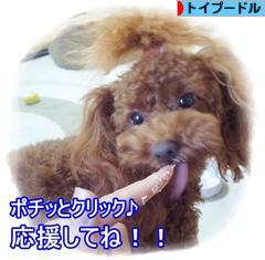 にほんブログ村 犬ブログ トイプードルへ