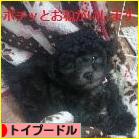 にほんブログ村 犬ブログ トイプードルへ