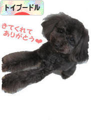 にほんブログ村 犬ブログ トイプードルへ