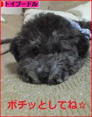 にほんブログ村 犬ブログ トイプードルへ