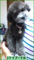 にほんブログ村 犬ブログ トイプードルへ