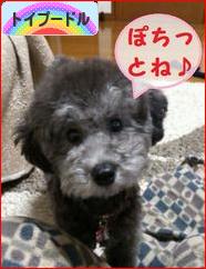 にほんブログ村 犬ブログ トイプードルへ