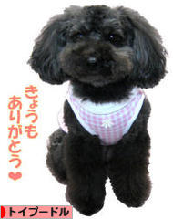 にほんブログ村 犬ブログ トイプードルへ