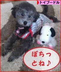 にほんブログ村 犬ブログ トイプードルへ