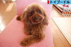 にほんブログ村 犬ブログ トイプードルへ