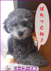 にほんブログ村 犬ブログ トイプードルへ