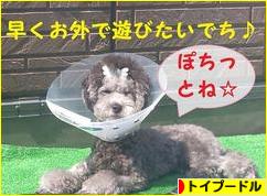 にほんブログ村 犬ブログ トイプードルへ