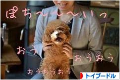 にほんブログ村 犬ブログ トイプードルへ