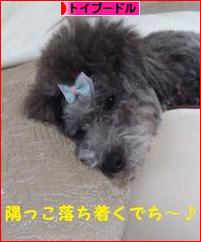 にほんブログ村 犬ブログ トイプードルへ
