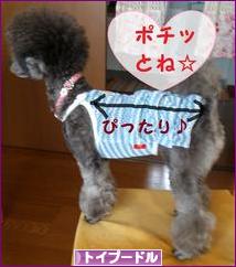 にほんブログ村 犬ブログ トイプードルへ