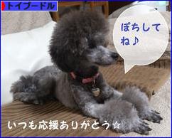 にほんブログ村 犬ブログ トイプードルへ