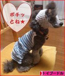 にほんブログ村 犬ブログ トイプードルへ