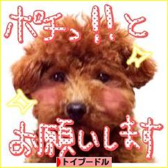 にほんブログ村 犬ブログ トイプードルへ