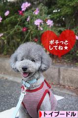 にほんブログ村 犬ブログ トイプードルへ