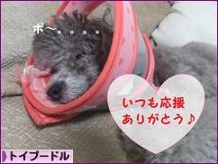 にほんブログ村 犬ブログ トイプードルへ