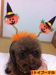 にほんブログ村 犬ブログ トイプードルへ