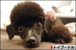 にほんブログ村 犬ブログ トイプードルへ