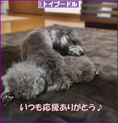 にほんブログ村 犬ブログ トイプードルへ