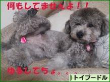 にほんブログ村 犬ブログ トイプードルへ