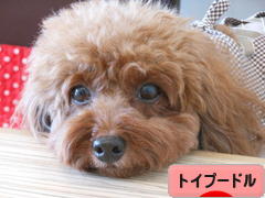 にほんブログ村 犬ブログ トイプードルへ