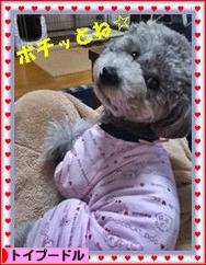 にほんブログ村 犬ブログ トイプードルへ