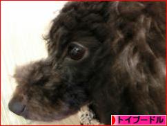 にほんブログ村 犬ブログ トイプードルへ