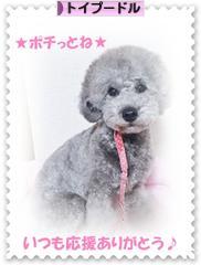 にほんブログ村 犬ブログ トイプードルへ