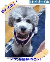 にほんブログ村 犬ブログ トイプードルへ